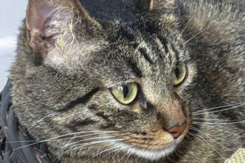 В дар кошку. Ищет дом кот, который умеет любить. Фото4