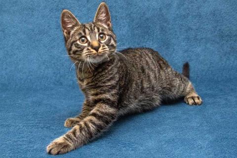 В дар кошку. Ласковый и нежный малыш Тигрик ищет дом и любящее сердце . Фото3