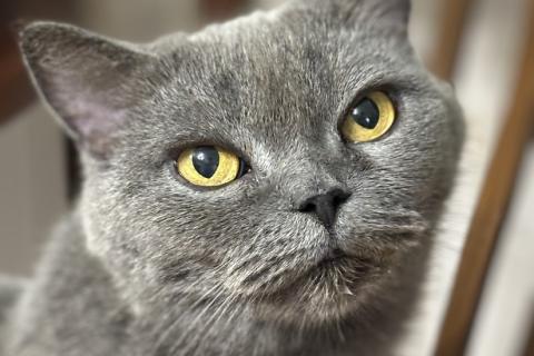 В дар кошку. Британская кошка Мэгги в добрые руки. Фото1