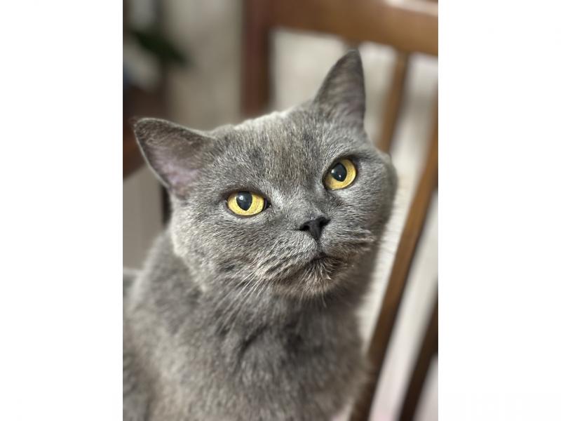 В дар кошку