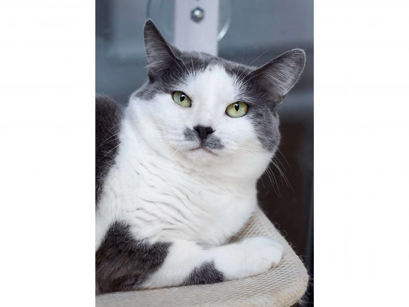 В дар кошку