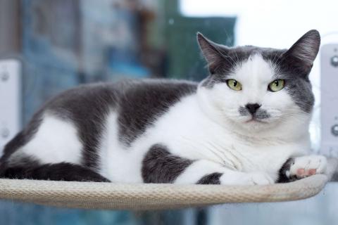 В дар кошку. Ласковая и спокойная кошечка Василиса в дар. Фото4