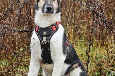 В дар собаку. Меня зовут Том и я ищу семью, где буду любим и счастлив. Фото2