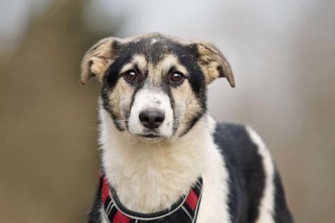 В дар собаку. Меня зовут Джерри, и я ищу семью, где буду любим и счастлив. Фото1