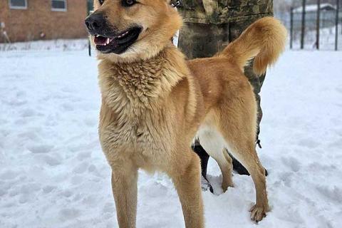 В дар собаку. Красивый, умный молодой домашний пес Майор ищет дом. Фото3
