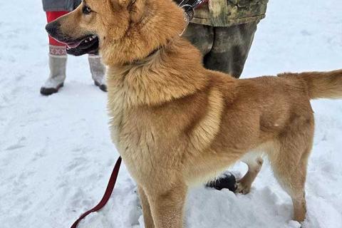 В дар собаку. Красивый, умный молодой домашний пес Майор ищет дом. Фото4