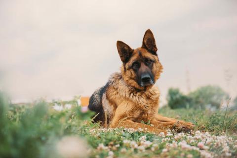 В дар собаку. Немецкая овчарка Земфира в приюте ищет дом. Фото1