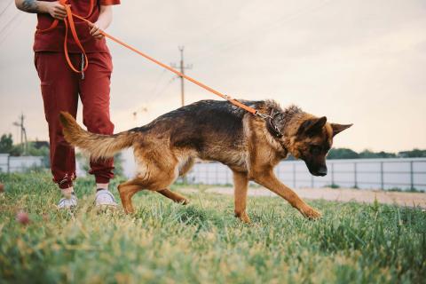 В дар собаку. Немецкая овчарка Земфира в приюте ищет дом. Фото4