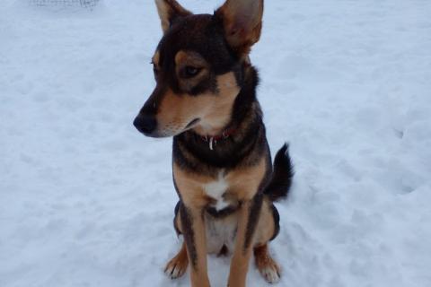 В дар собаку. Девочка с умным выразительным взглядом Рита. Фото3