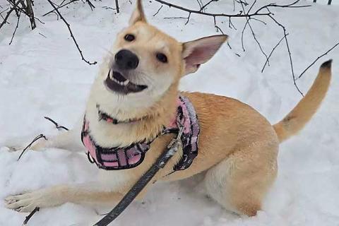 В дар собаку. Умнейшая домашняя некрупная собачка-подросток Чапа ищет дом. Фото2