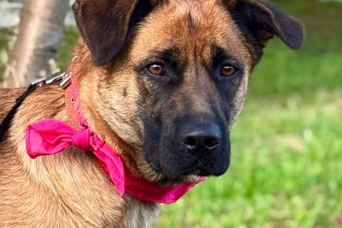 В дар собаку. Ищет дом замечательная собака Джина. Фото1