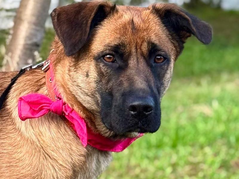 В дар собаку