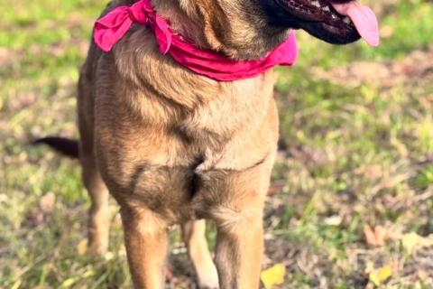 В дар собаку. Ищет дом замечательная собака Джина. Фото3