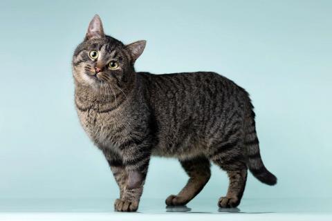 В дар кошку. Ищет дом шикарный, молодой кот Капитан! Ласково — Тоша. Фото1