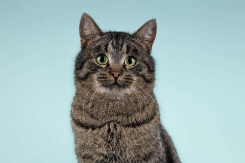 В дар кошку. Ищет дом шикарный, молодой кот Капитан! Ласково — Тоша. Фото2