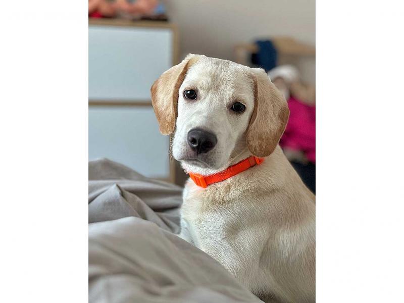 В дар собаку