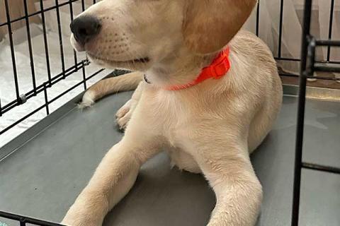 В дар собаку. Ищет дом Баки — солнечный щенок, метис бигля . Фото2