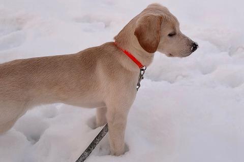 В дар собаку. Ищет дом Баки — солнечный щенок, метис бигля . Фото4