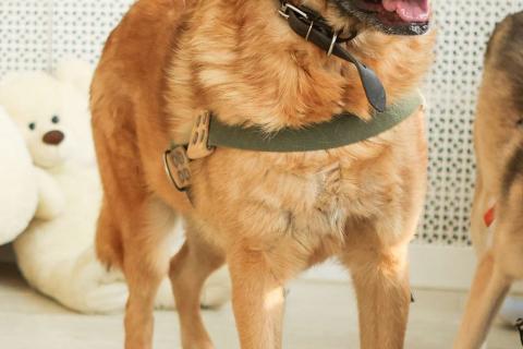 В дар собаку. Благодарный добряк пёс Родман в приюте. Фото2