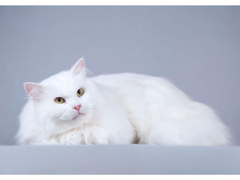 В дар кошку