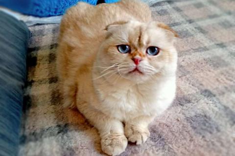 В дар кошку. Уютный вислоухий пухляш котик Эхнатон. Фото1