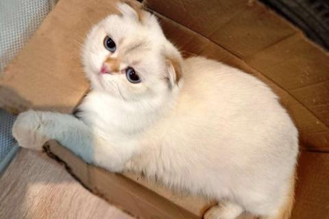 В дар кошку. Уютный вислоухий пухляш котик Эхнатон. Фото2