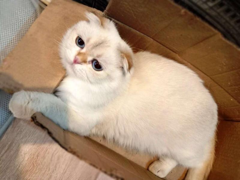 В дар кошку