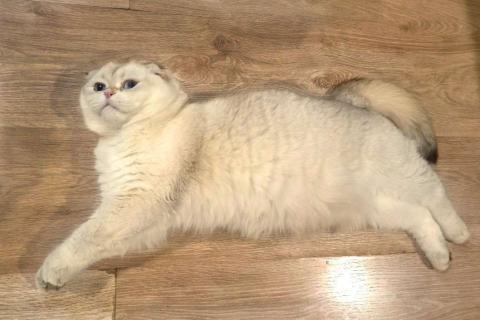 В дар кошку. Уютный вислоухий пухляш котик Эхнатон. Фото3