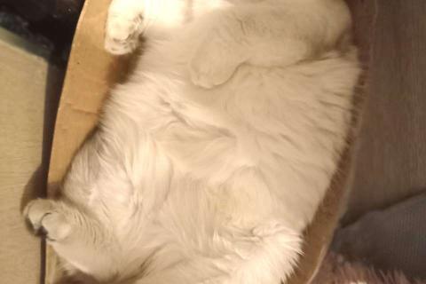 В дар кошку. Уютный вислоухий пухляш котик Эхнатон. Фото4