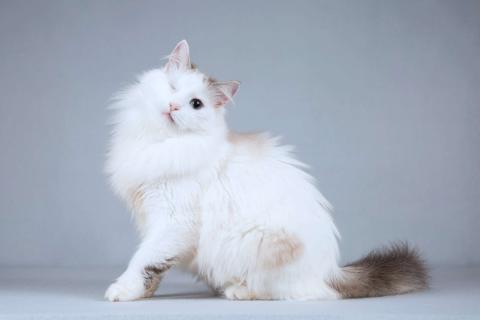 В дар кошку. Нежная ласковая кошечка Беатриче в добрые руки. Фото1