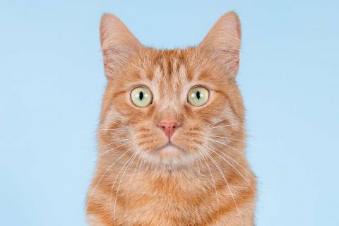 В дар кошку. Ярко-рыжий ласковый кот Персей в добрые руки. Фото2