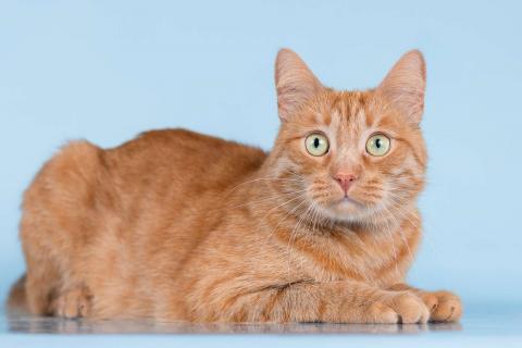 В дар кошку. Ярко-рыжий ласковый кот Персей в добрые руки. Фото3