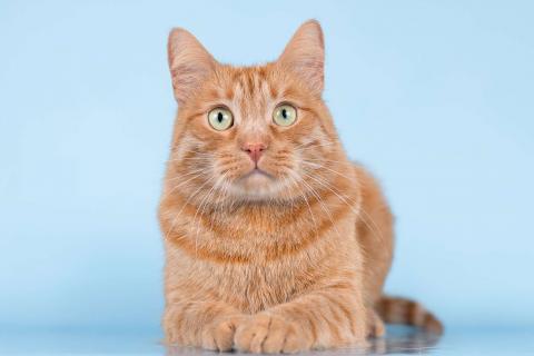 В дар кошку. Ярко-рыжий ласковый кот Персей в добрые руки. Фото4