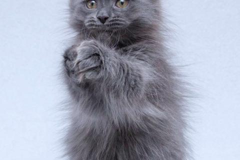 В дар кошку. Три пушистых котёнка в добрые руки. Фото1