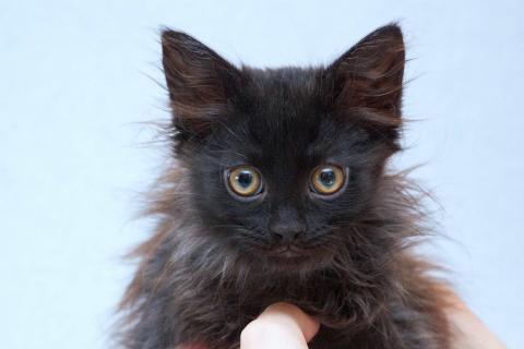 В дар кошку. Три пушистых котёнка в добрые руки. Фото2