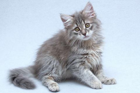 В дар кошку. Три пушистых котёнка в добрые руки. Фото3