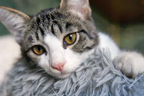 В дар кошку. Трогательный, нежный котенок-подросток Месси ищет дом. Фото3