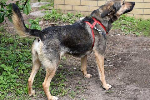 В дар собаку. Бара — собака, которая слишком долго ждёт своего человека . Фото2
