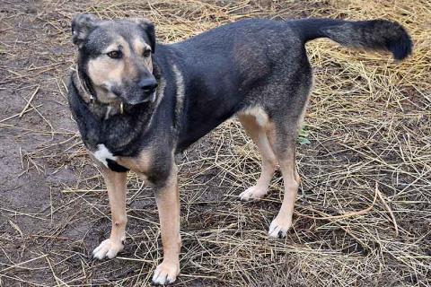 В дар собаку. Бара — собака, которая слишком долго ждёт своего человека . Фото4