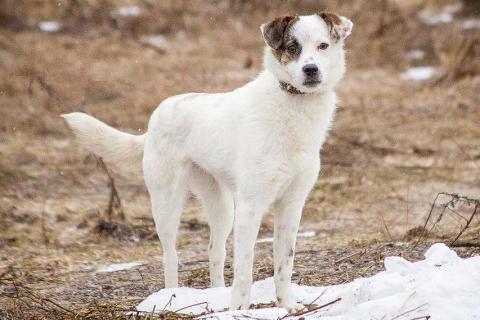 В дар собаку. Миниатюрная диванная собачка Дафи ищет дом. Фото3