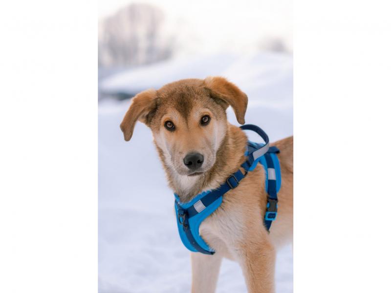 В дар собаку