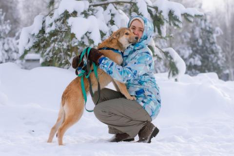 В дар собаку. Рыжий спокойный щенок Кавказ в добрые руки. Фото3