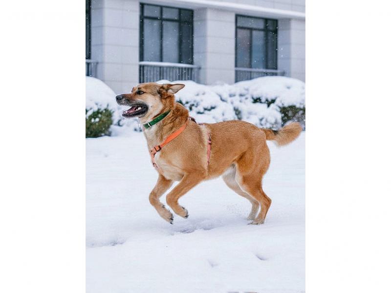 В дар собаку