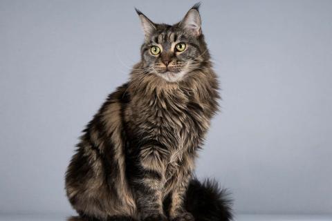 В дар кошку. Роскошная кошка мейнкун Мурлыка в добрые руки. Фото1