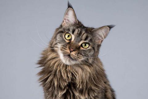 В дар кошку. Роскошная кошка мейнкун Мурлыка в добрые руки. Фото2