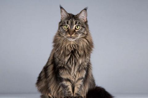 В дар кошку. Роскошная кошка мейнкун Мурлыка в добрые руки. Фото3