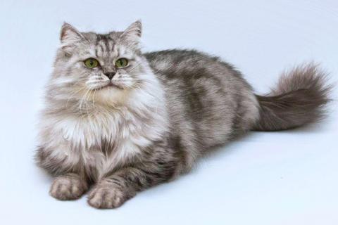 В дар кошку. Ласковая пушистая кошка Мисо в добрые руки. Фото1