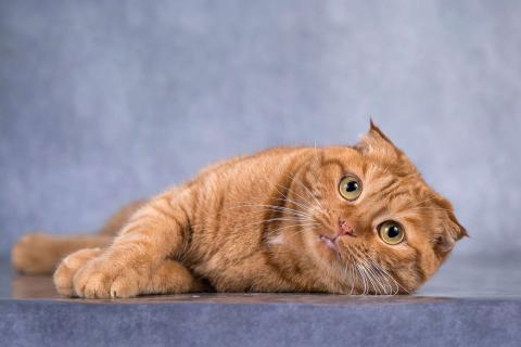 В дар кошку. Рыжая вислоухая кошечка Манго в добрые руки. Фото1