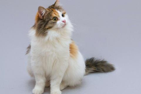 В дар кошку. Трёхцветная пушистая красавица Липа в добрые руки. Фото4