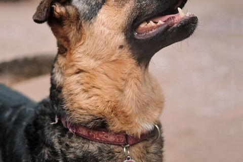 В дар собаку. Кай, молодой домашний пес ищет дом. Фото3